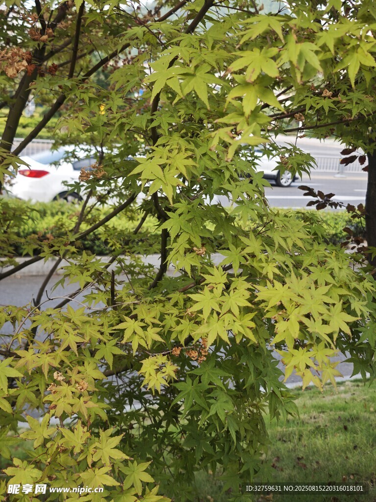 枝头翠绿枫叶
