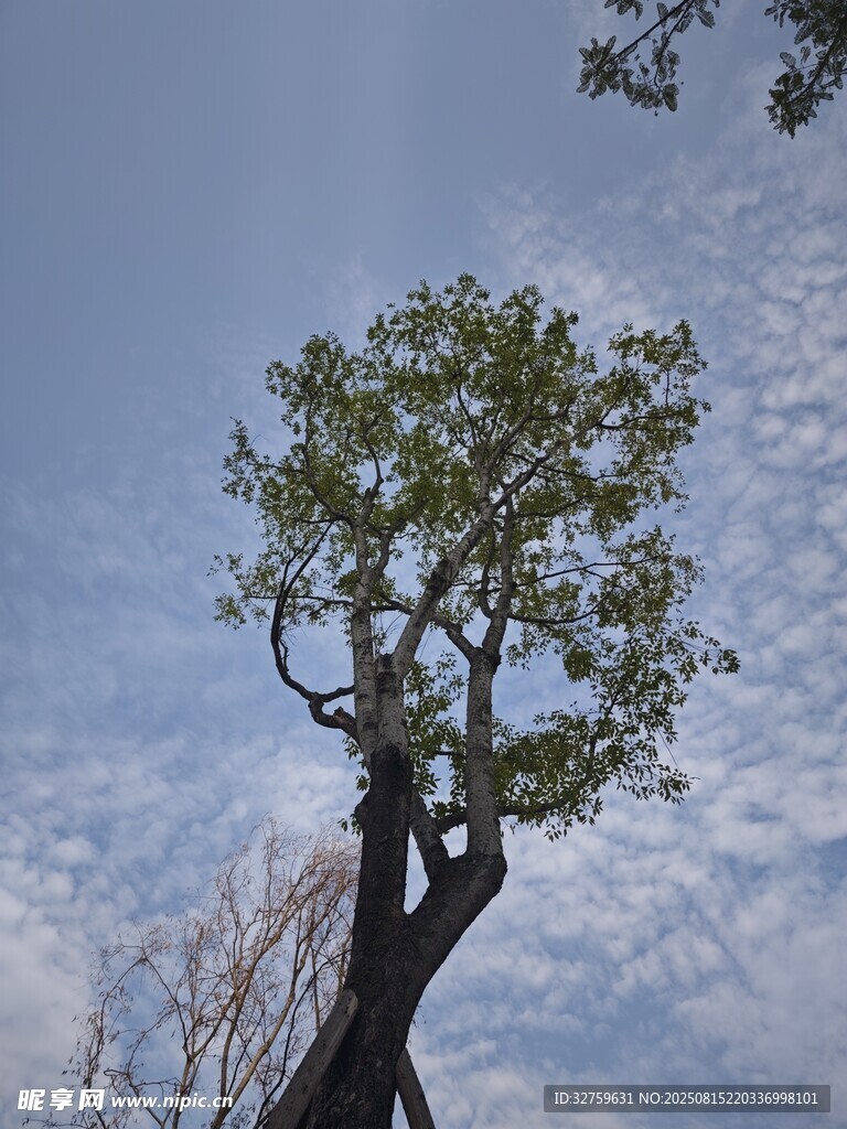 孤树挺立蓝天