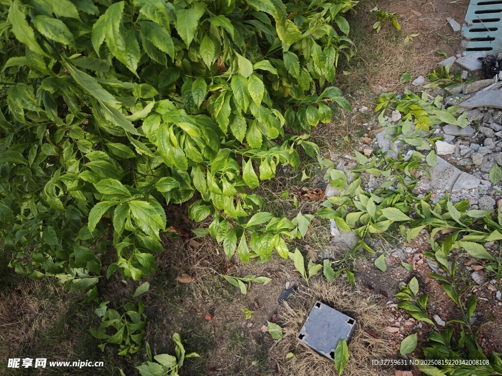 绿叶覆盖的湿润地面