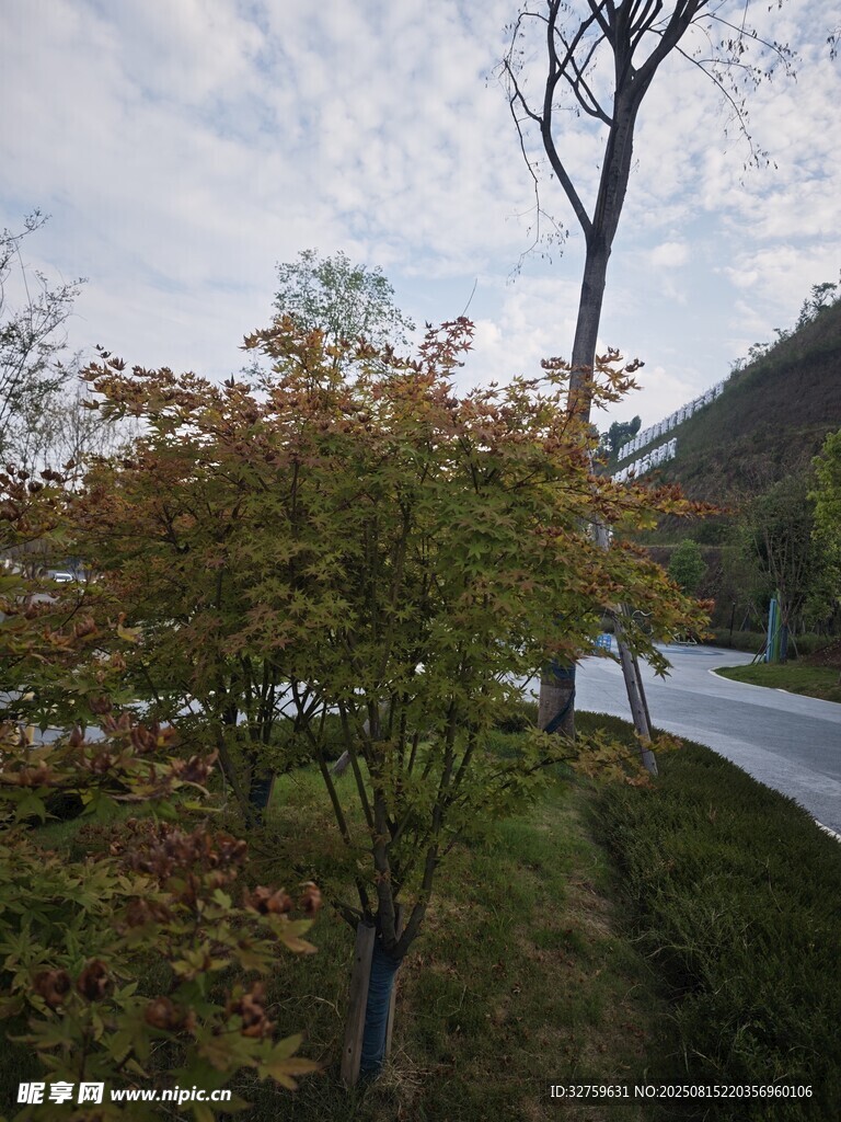 秋日路边树木景致