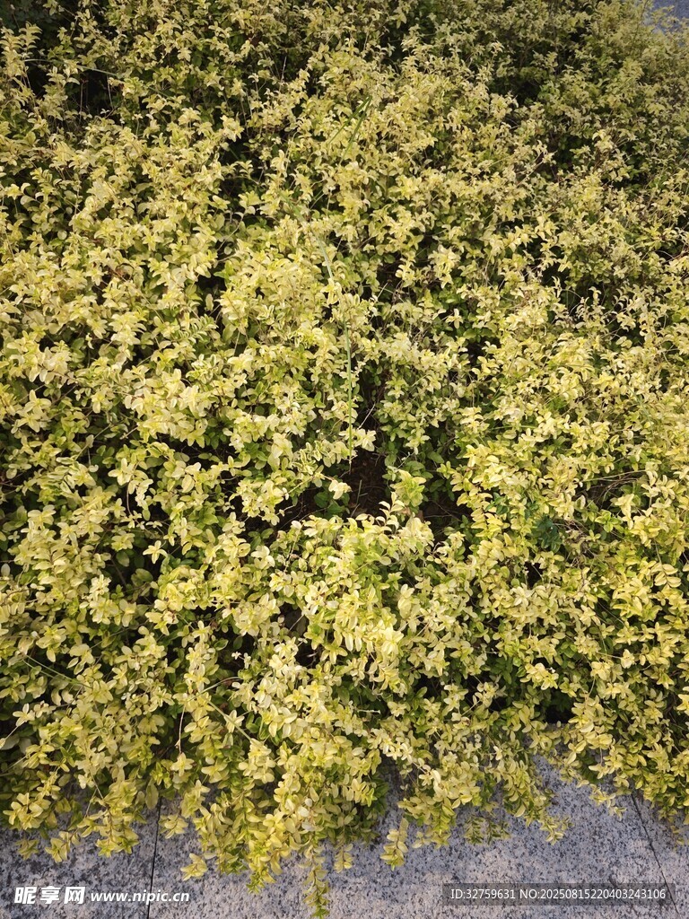 金黄繁茂植物景观