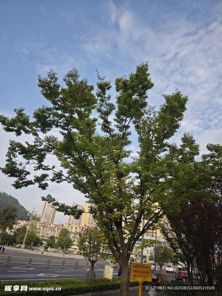 路边绿树蓝天风景