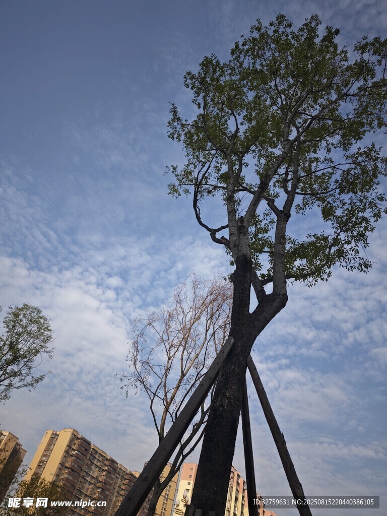 城市中撑起大树的黑色支架