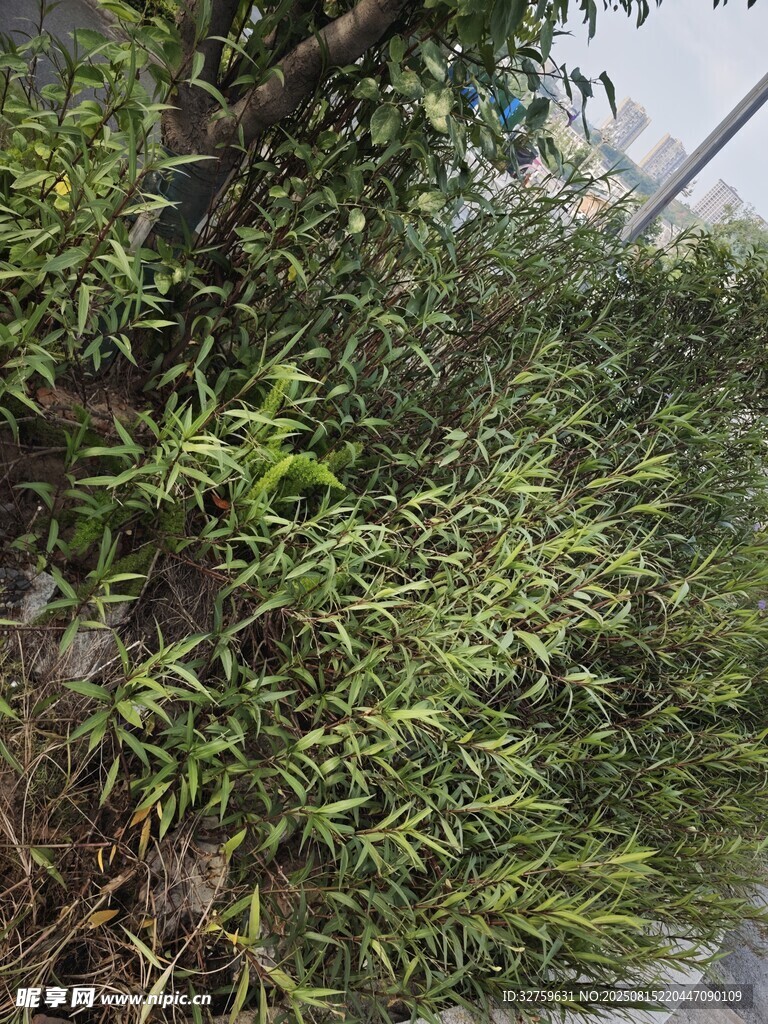 翠绿竹林景观