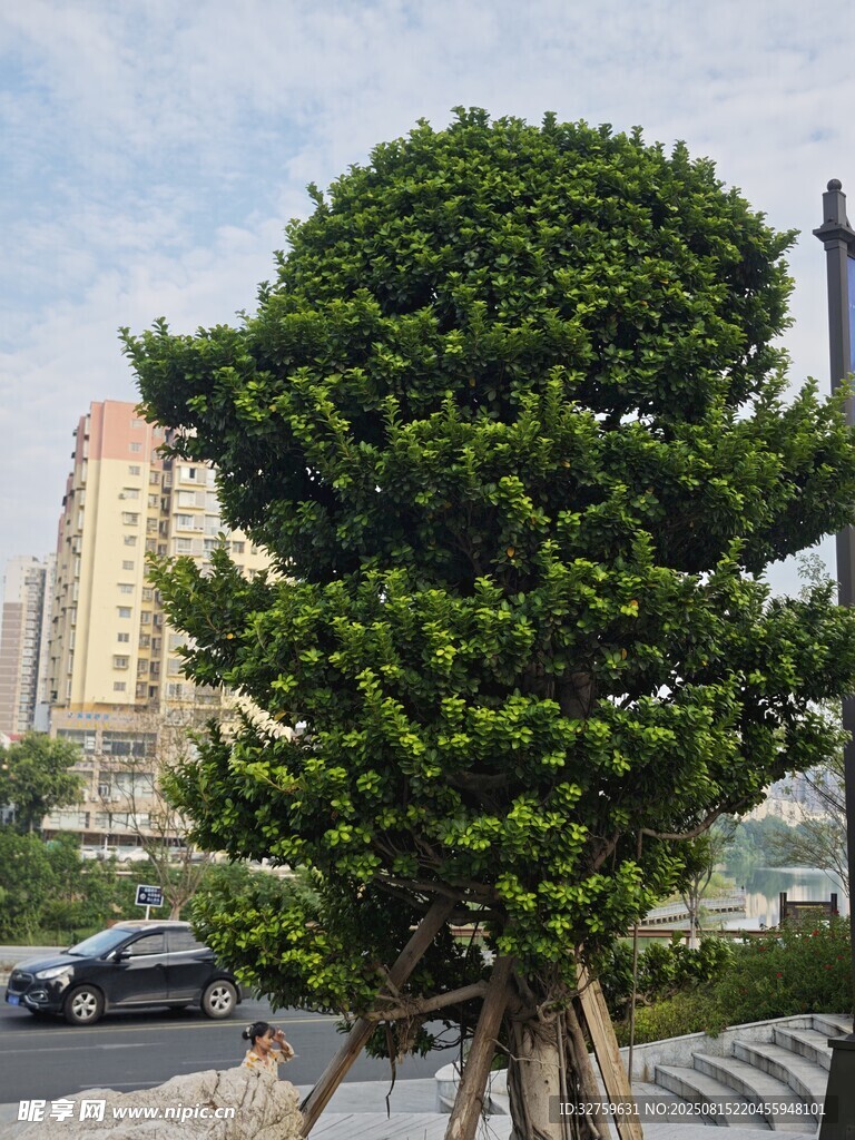 街边造型独特的景观树
