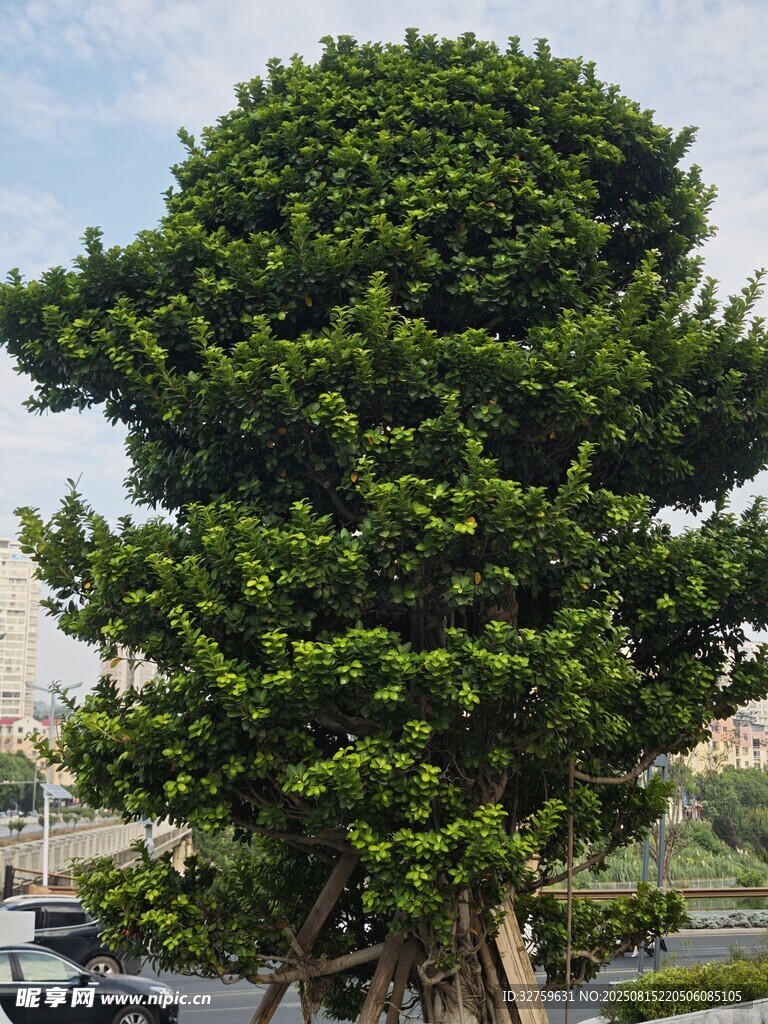 造型独特的茂盛绿植
