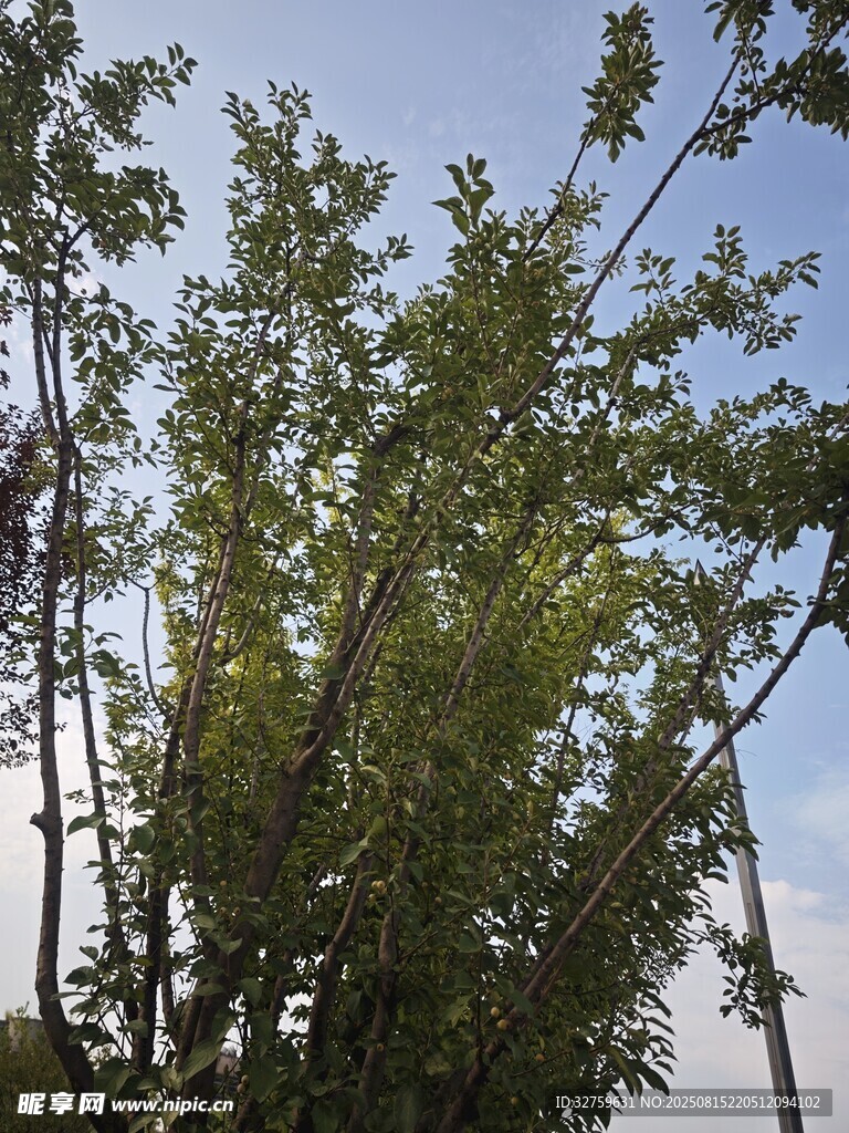 蓝天绿树间的挺拔树木