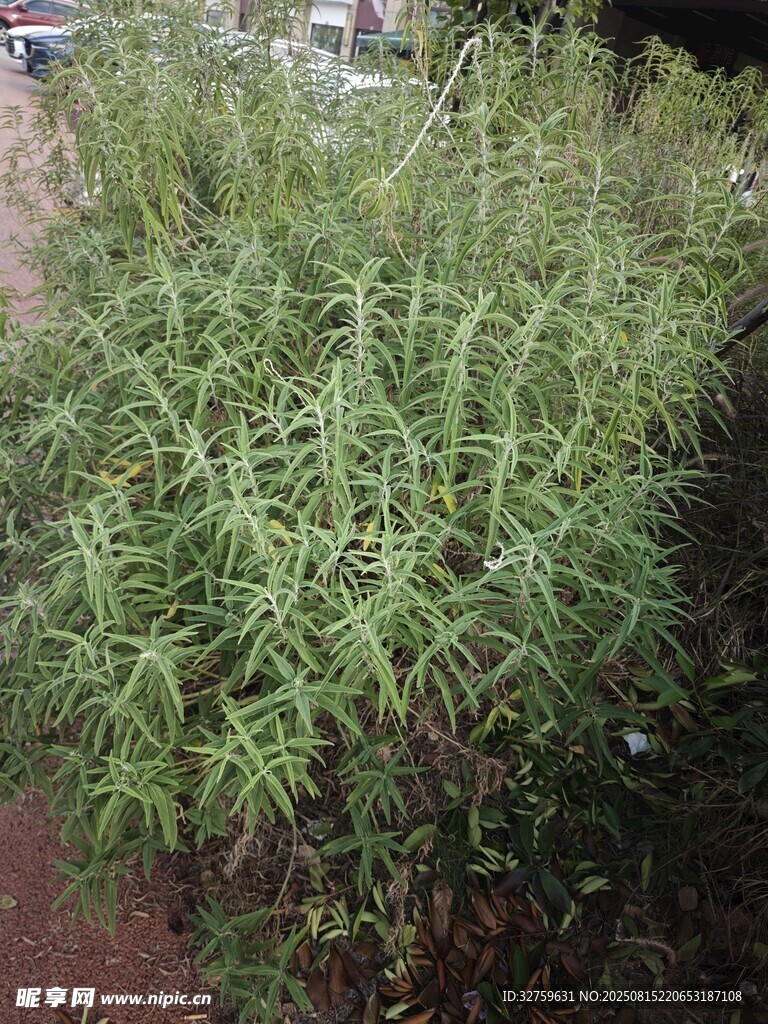 茂密绿植