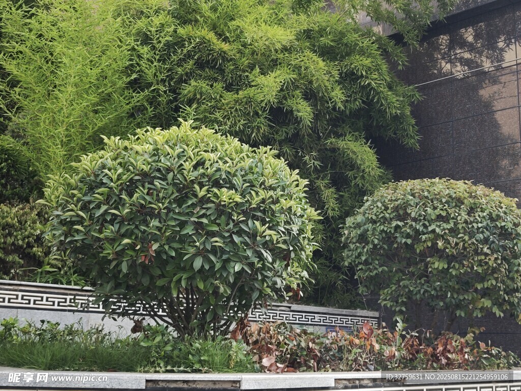 精致绿植装点庭院景观