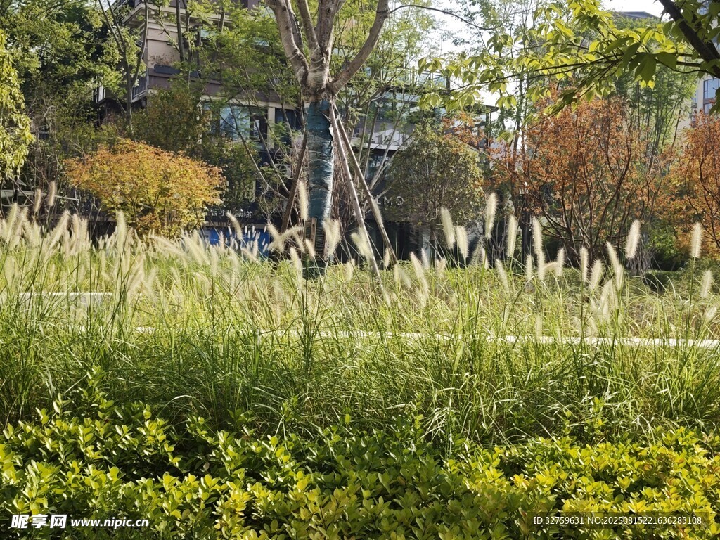 秋日户外绿植景观