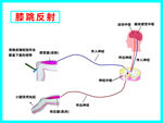 膝跳反射示意图