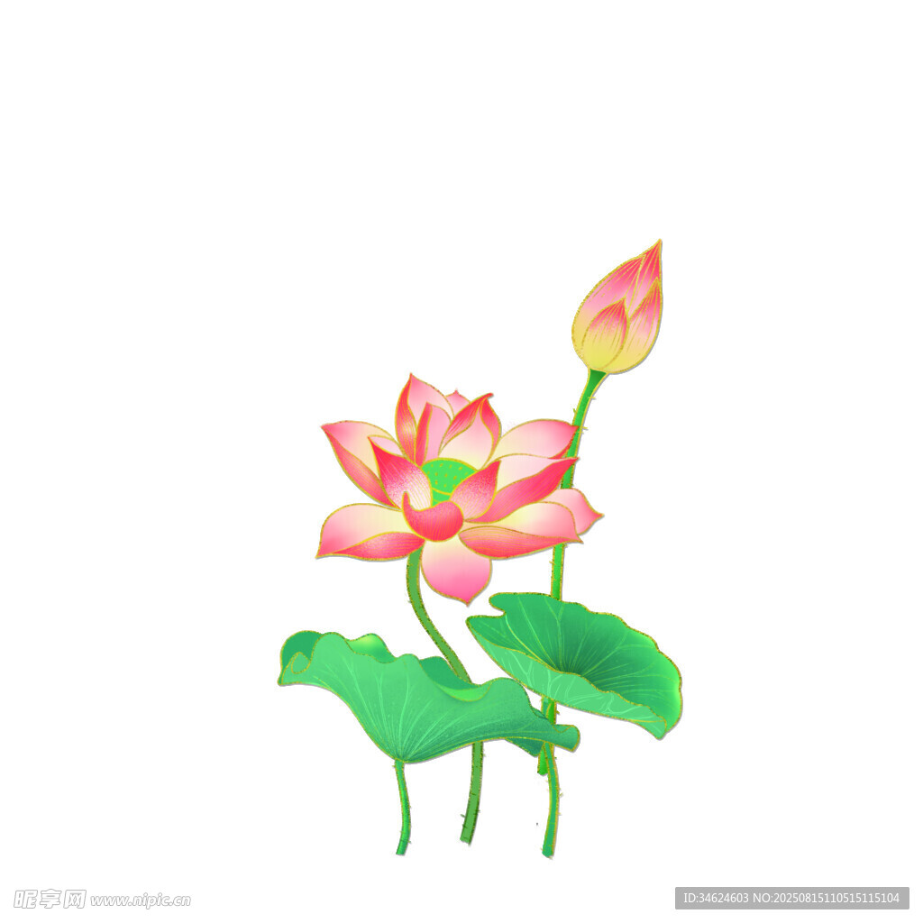 荷叶荷花