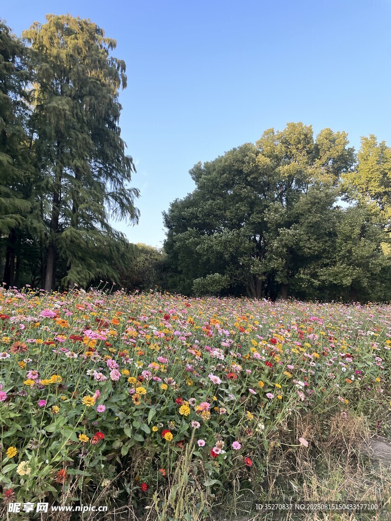 多彩花田