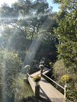 林间木栈道