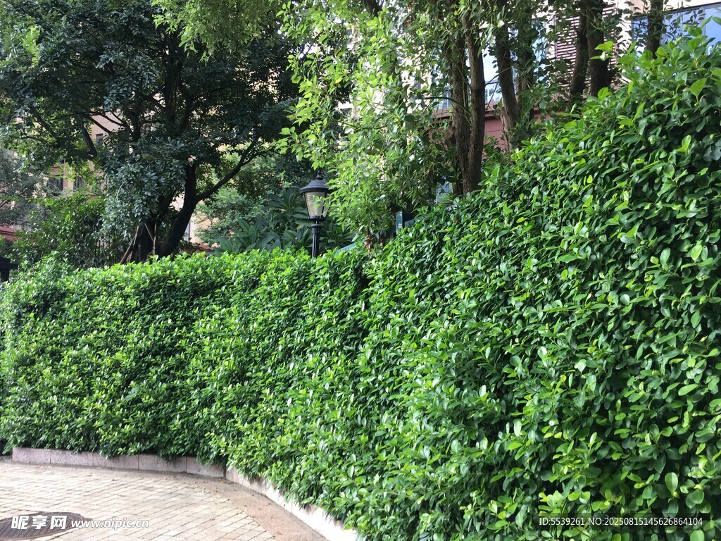 绿植墙 