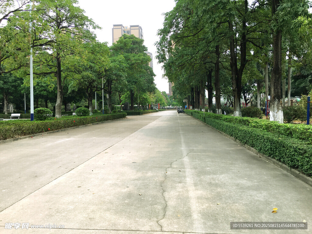 林荫水泥道路景观