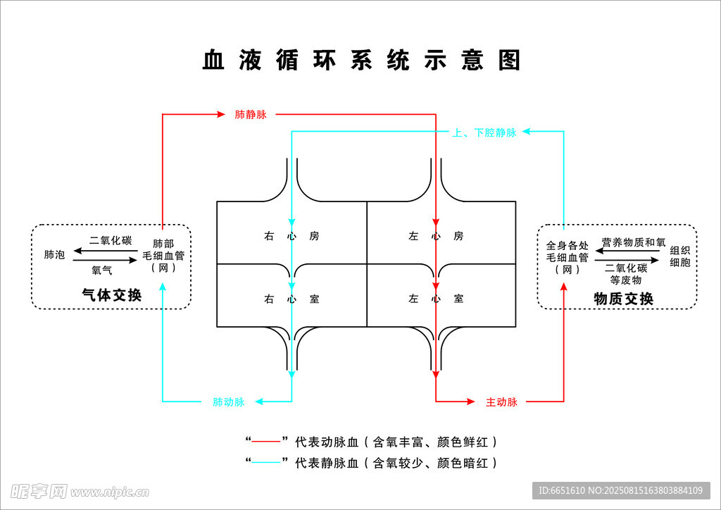 肺循环 体循环示意图