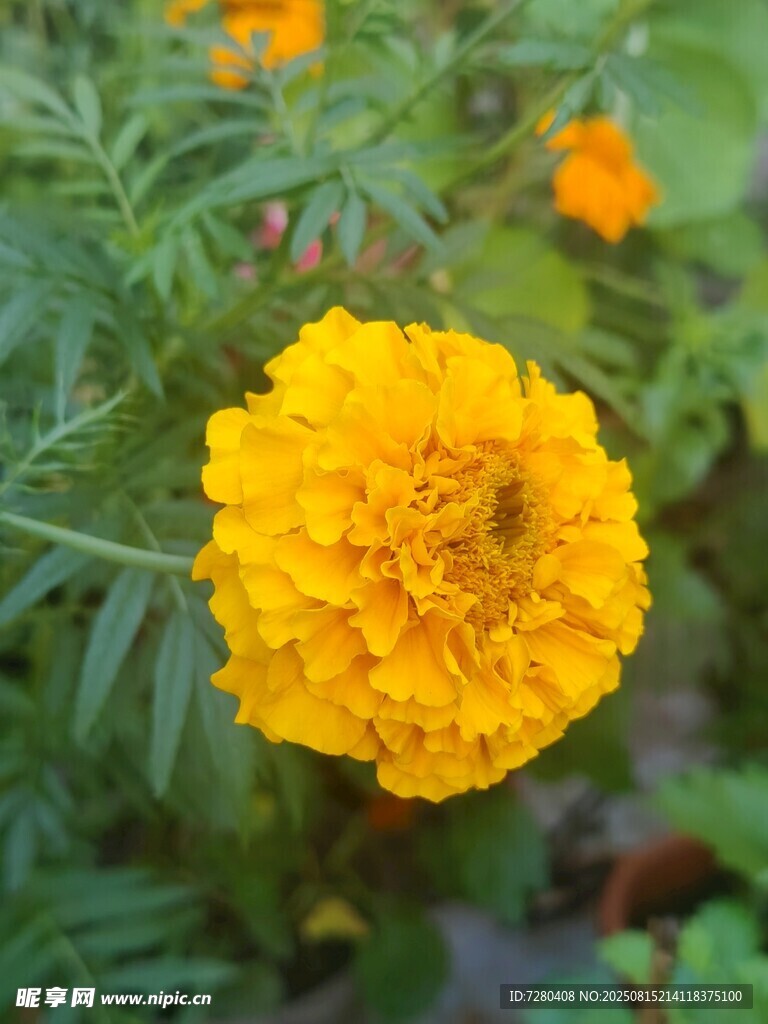 黄色万寿菊特写
