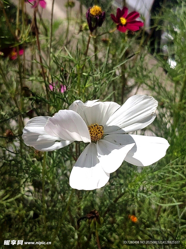 白色格桑花绽放于草丛间