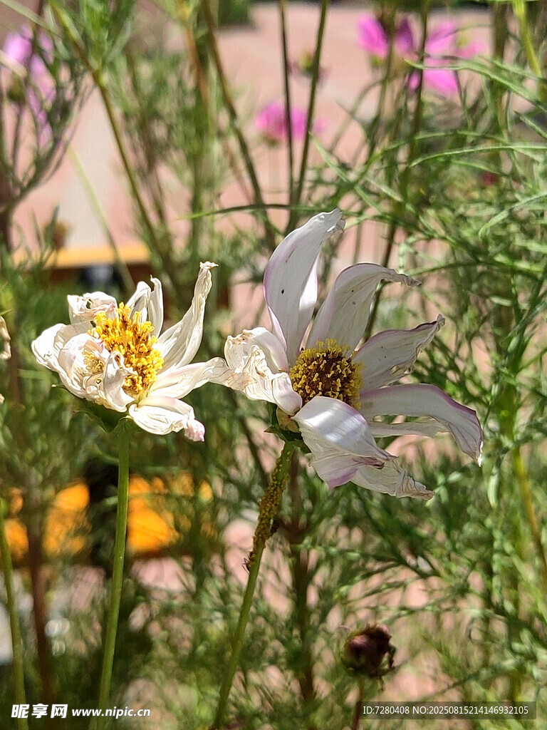 白色花朵绽放于草丛间
