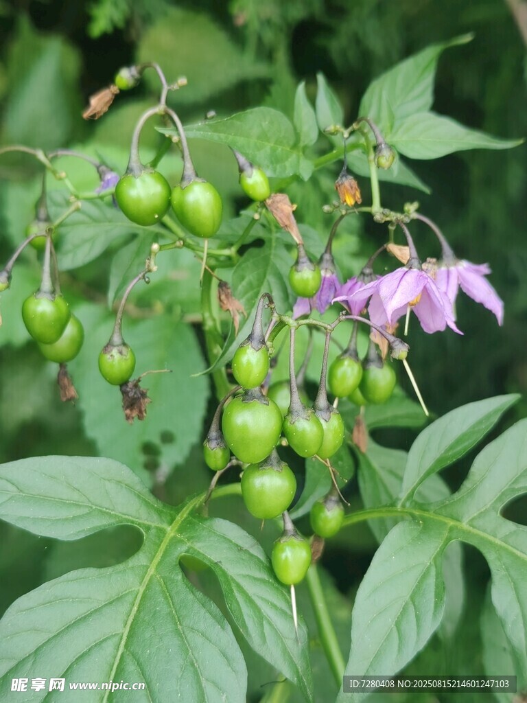 紫花绿叶间的青涩果实