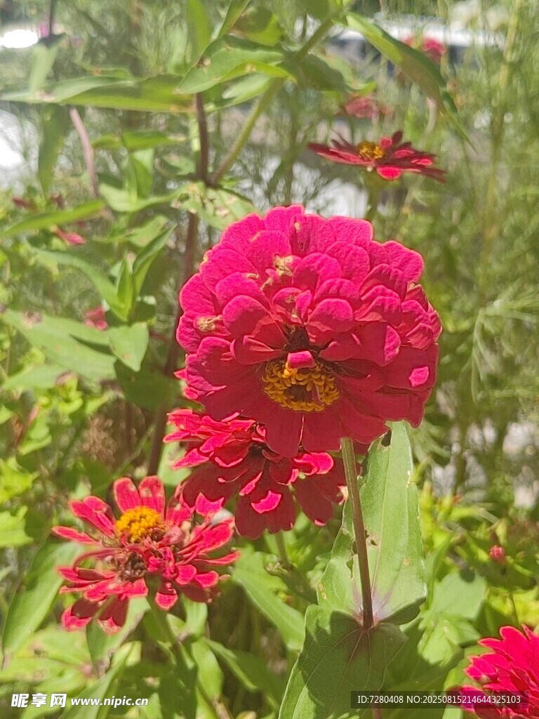 艳丽红花朵朵绽于绿叶间