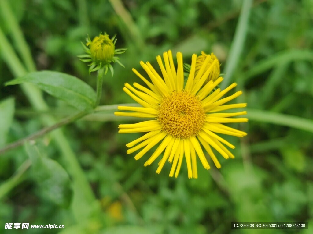 黄色蒲公英花朵特写