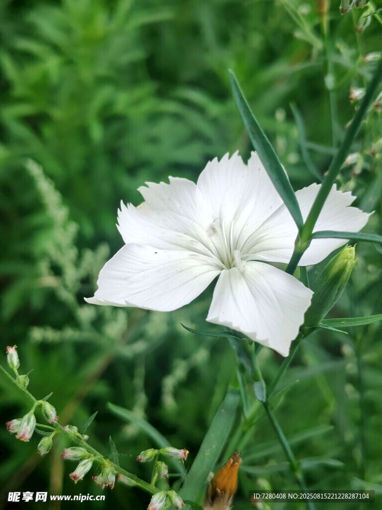 白色石竹花绽放于绿野