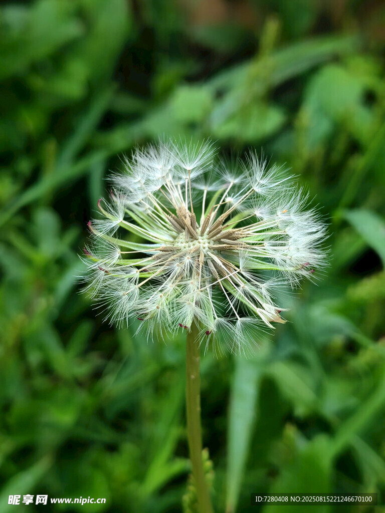 蒲公英特写
