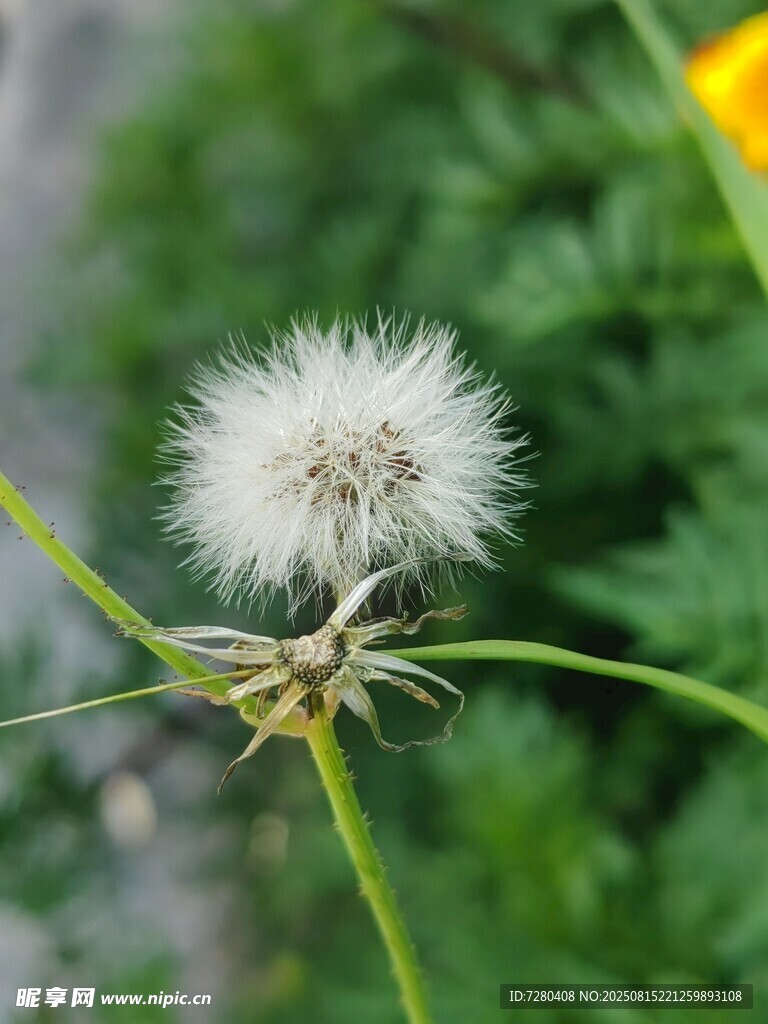 蒲公英特写