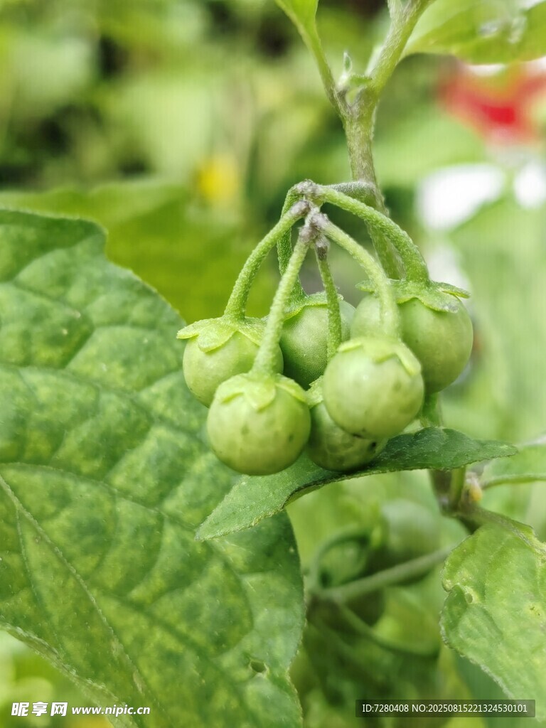 青嫩果实挂枝头