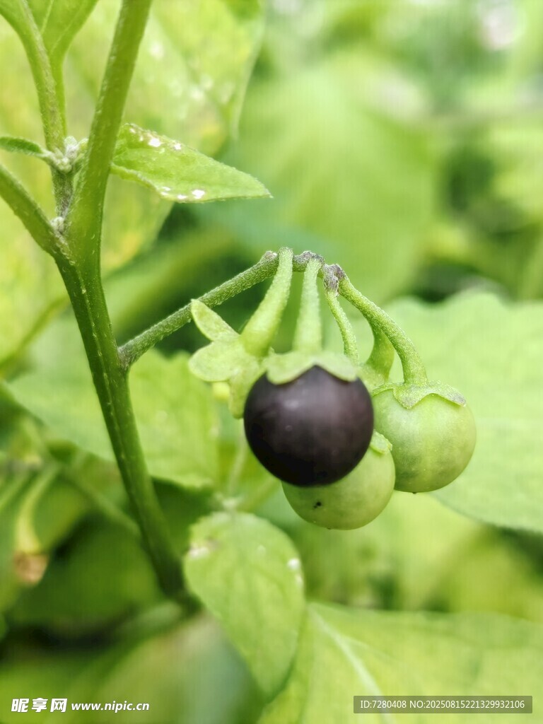 黑紫色果实挂于绿枝间
