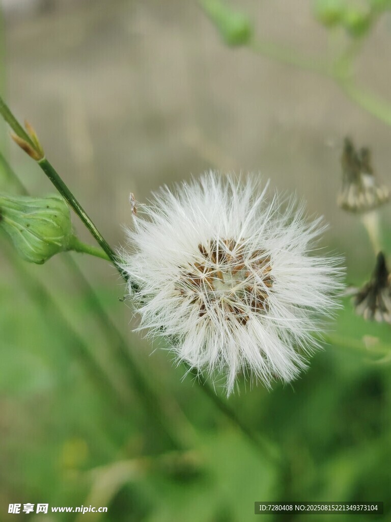白色蒲公英特写