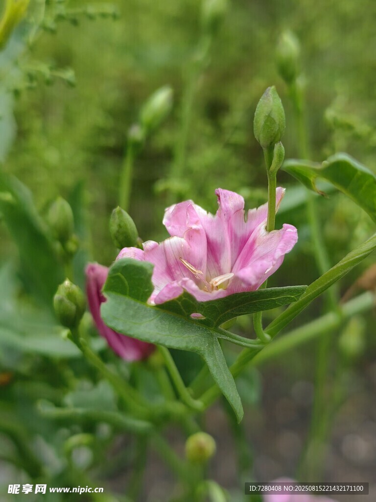 娇艳粉色花卉绽放