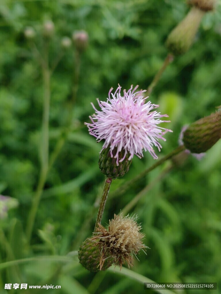 田野中的紫色蓟花
