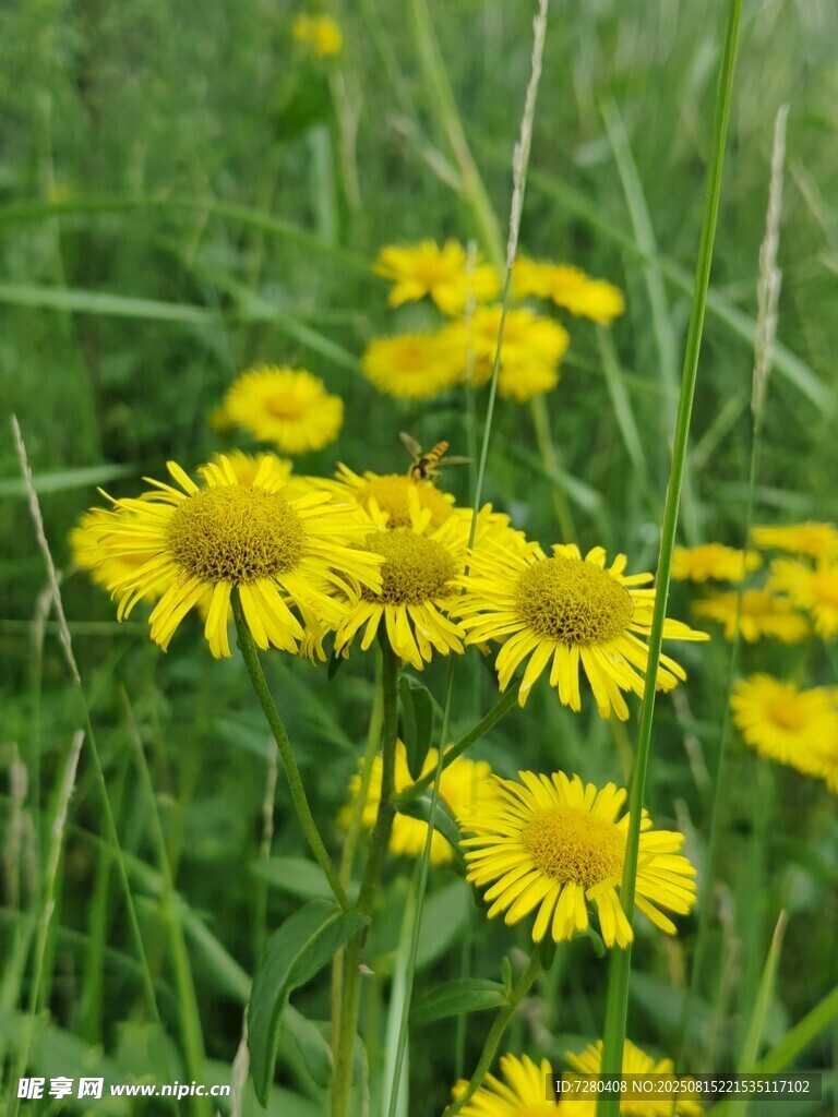 草地上的黄色小花