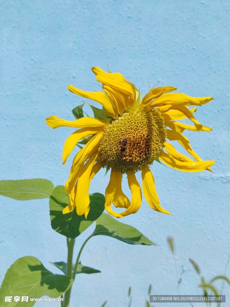 阳光下的灿烂向日葵