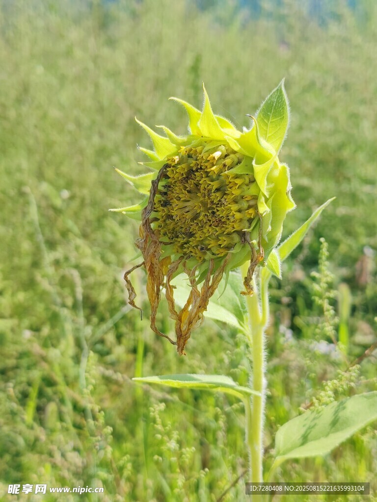 枯萎向日葵立于绿野