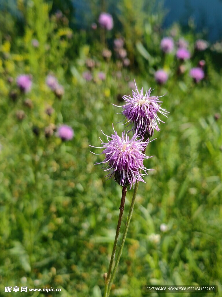 野外绽放的紫色花朵