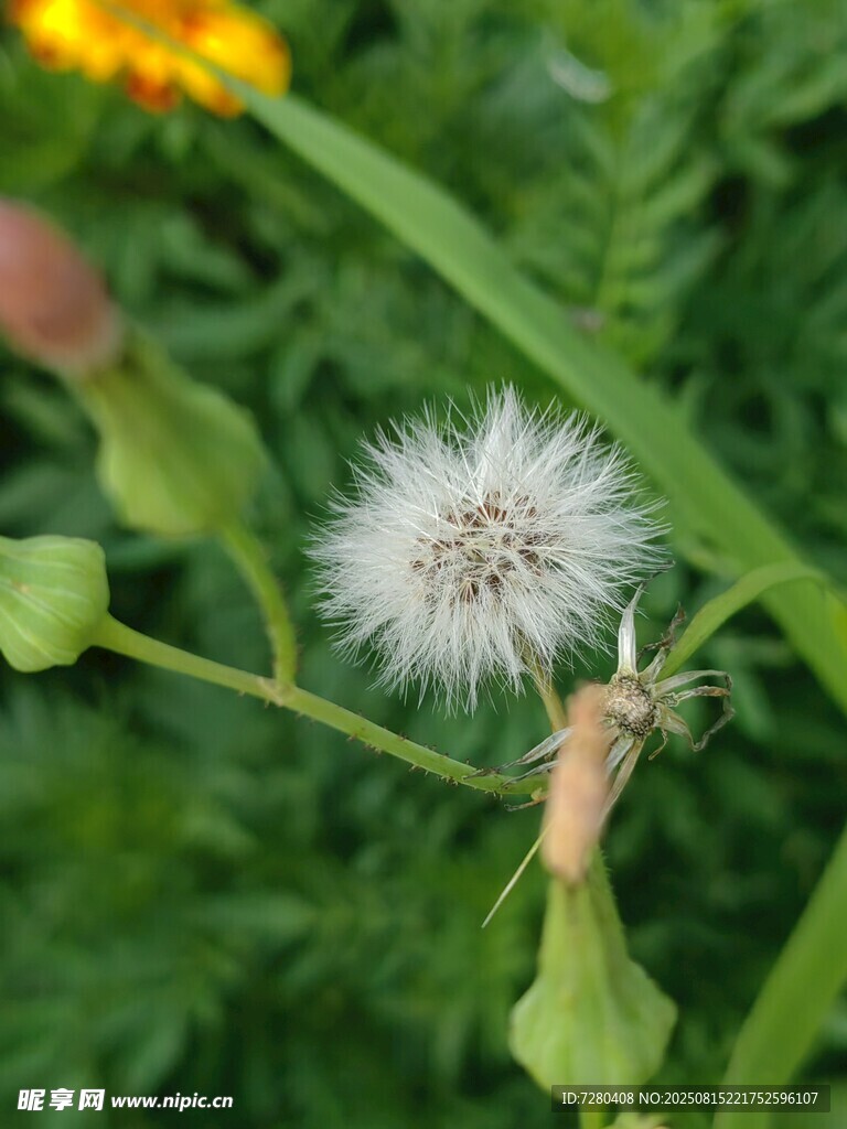 蒲公英特写