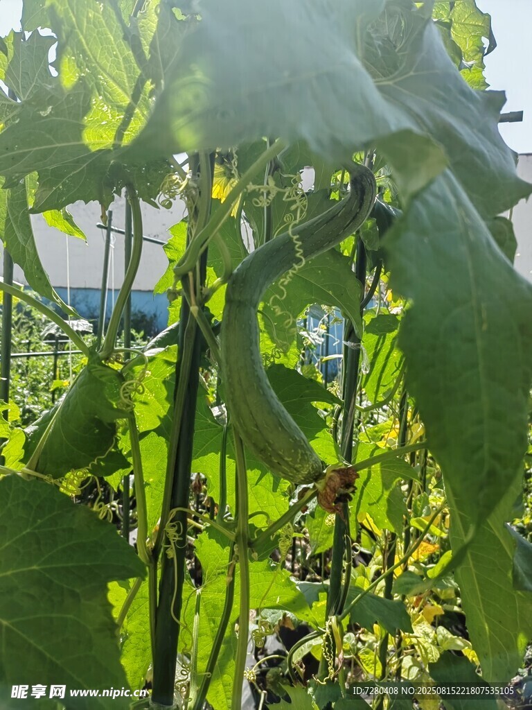 阳光下的繁茂绿色植物