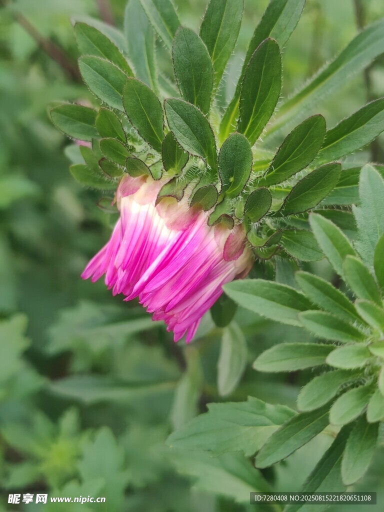 粉色娇艳花朵绽放绿叶间
