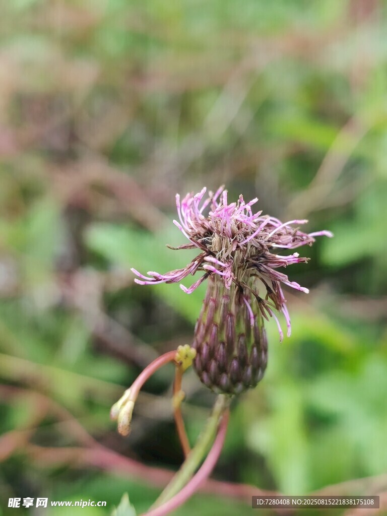 紫色小花特写