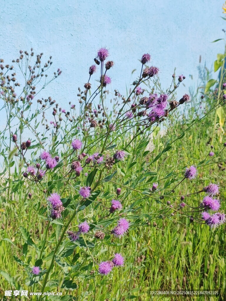 野外紫色花草生机勃勃