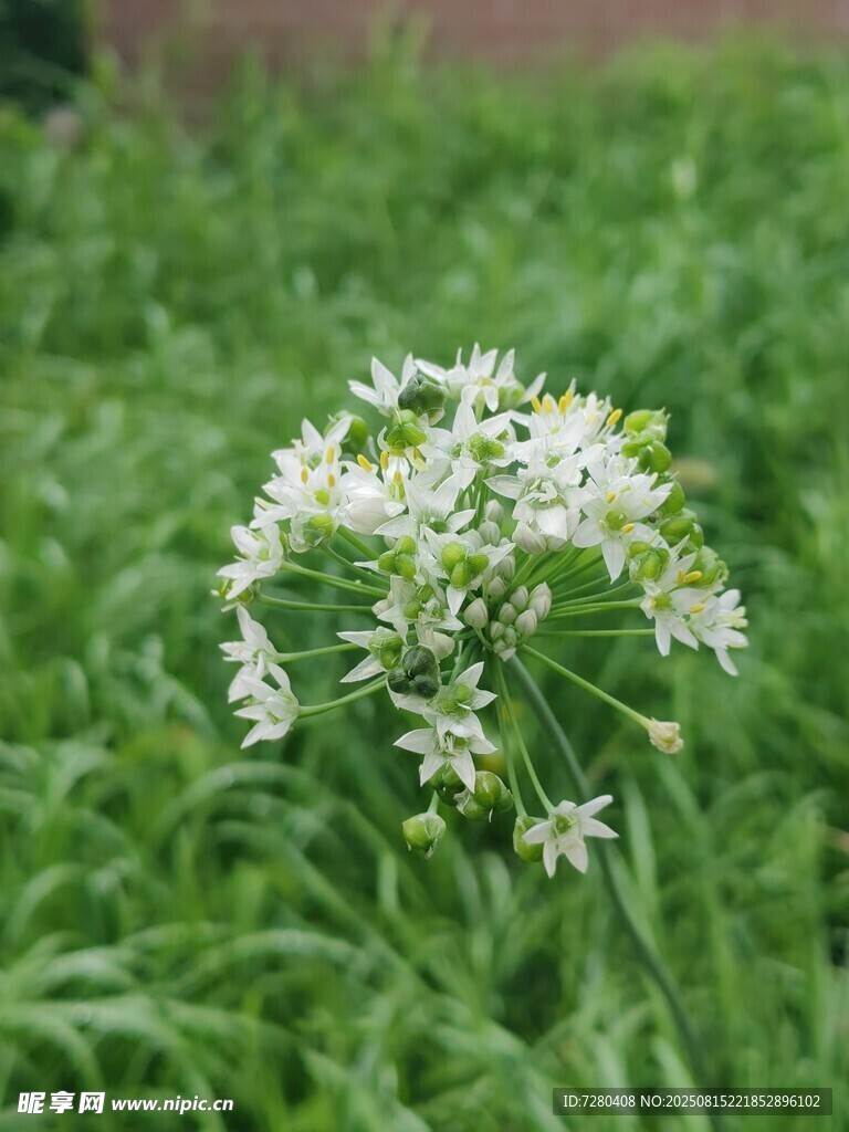 草丛中的白色小花