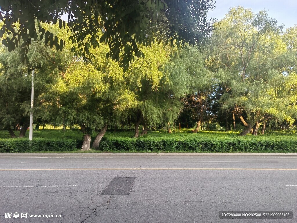 路边绿意盎然的景致