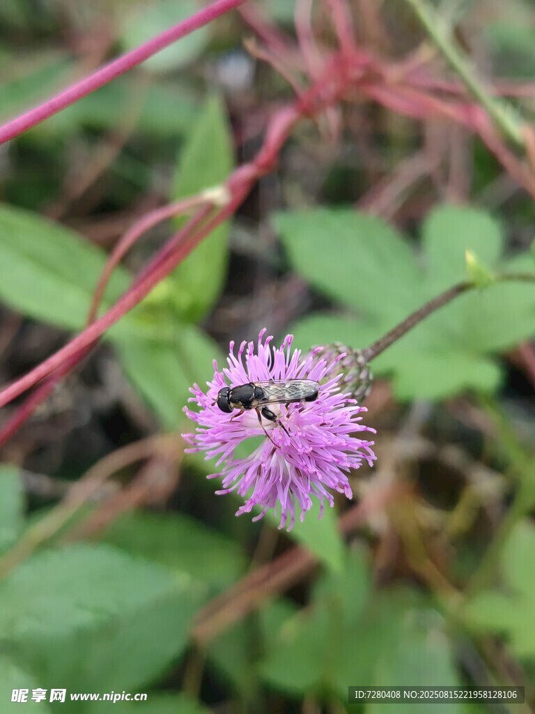 紫花上的蜜蜂