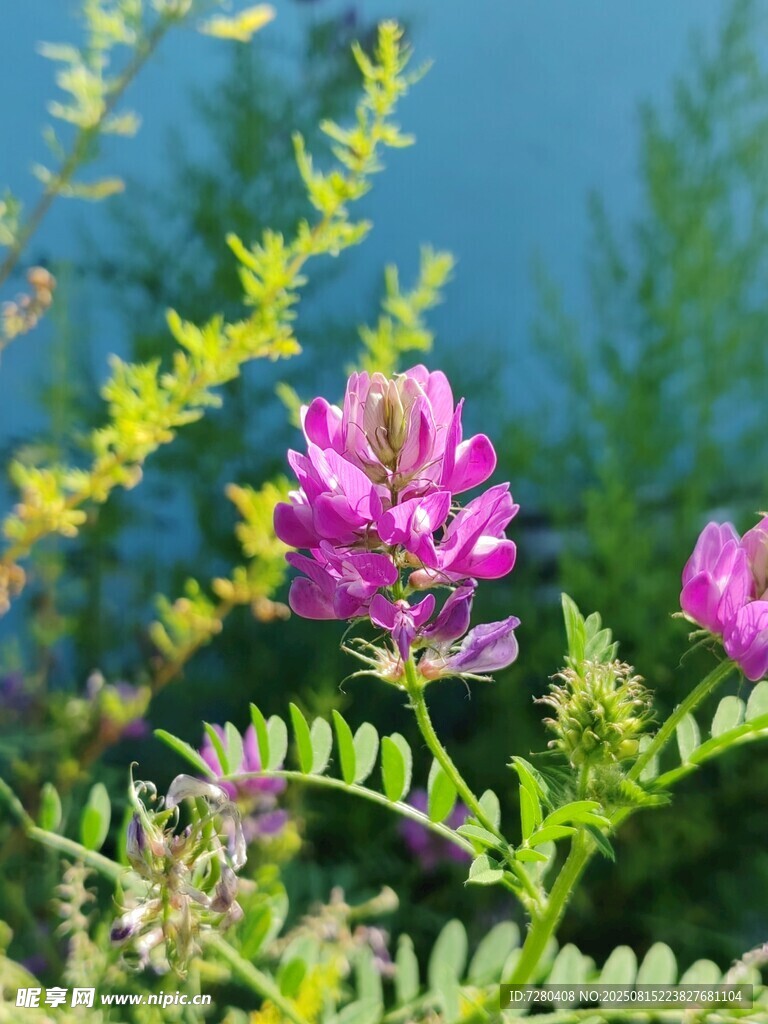 娇艳紫花绽放绿意间