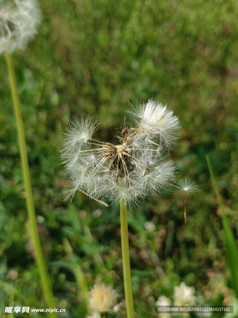 蒲公英特写