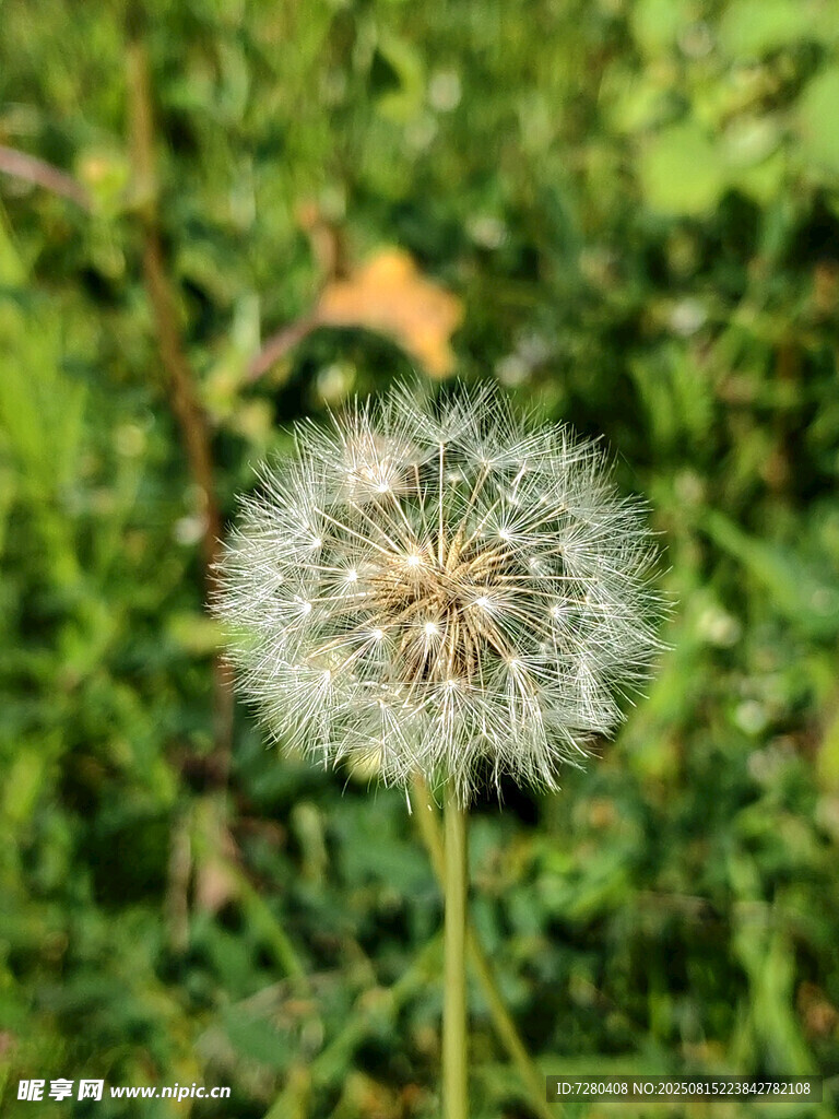 阳光下的蒲公英